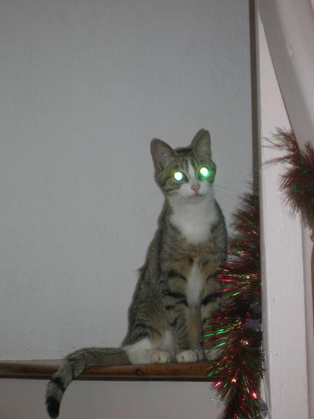 Chat mutant!!